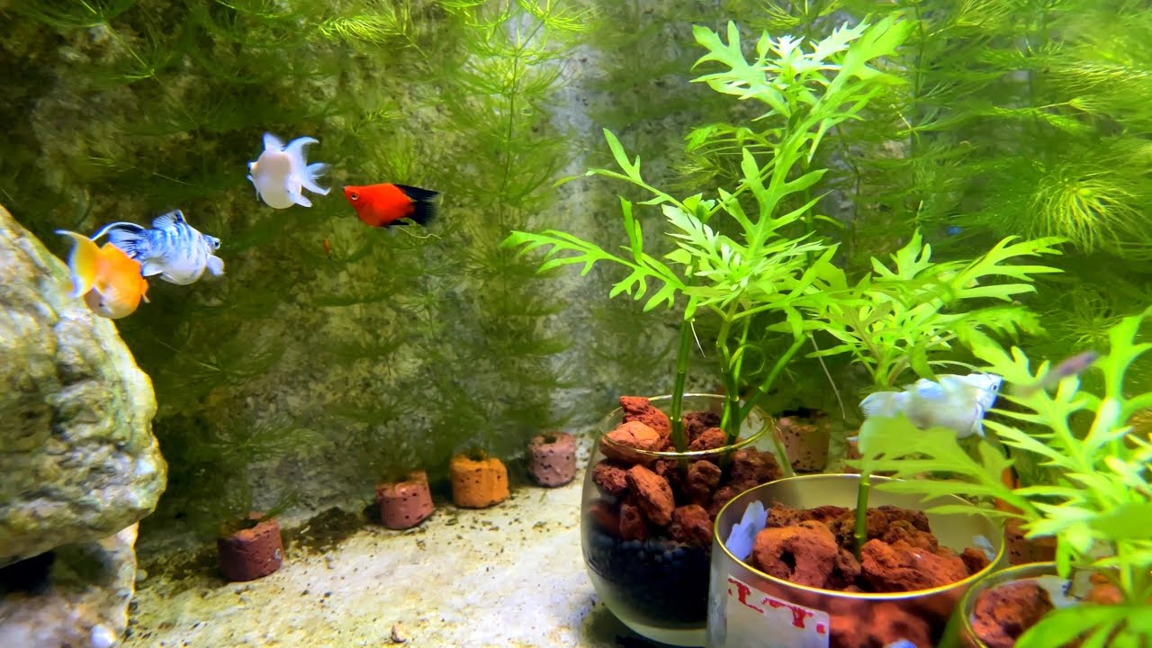 My Secret to a Stress-Free Life: The Molly Fish Tank 🐠✨