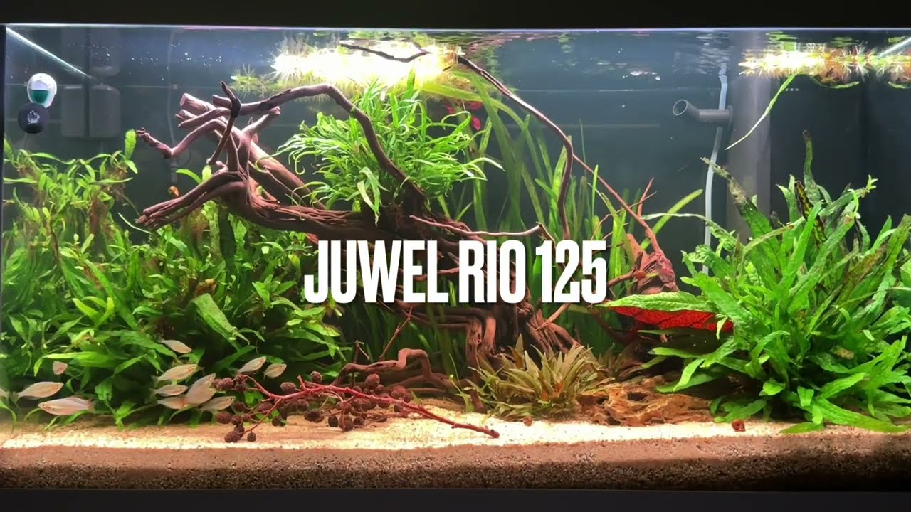 Juwel Rio 125 Aquarium - Regenbogenfische - Chihiros LED