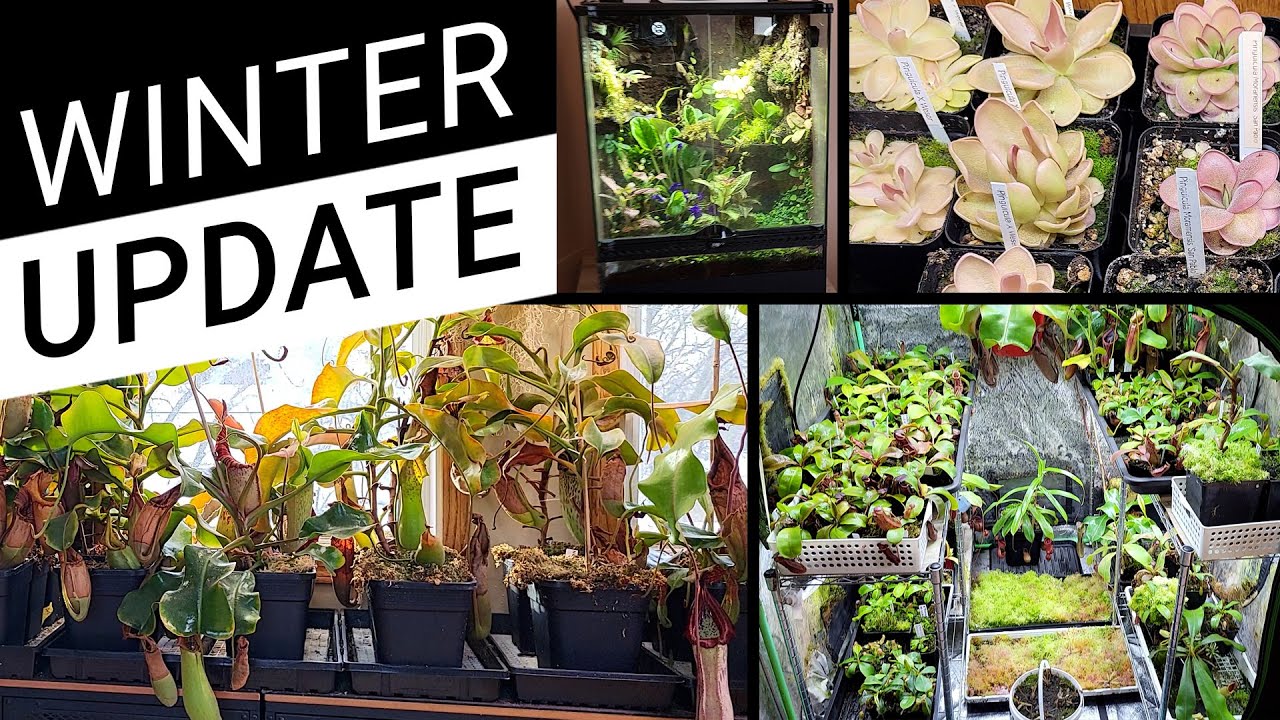 My Carnivorous Plants Right Now — What’s Thriving & What’s Not