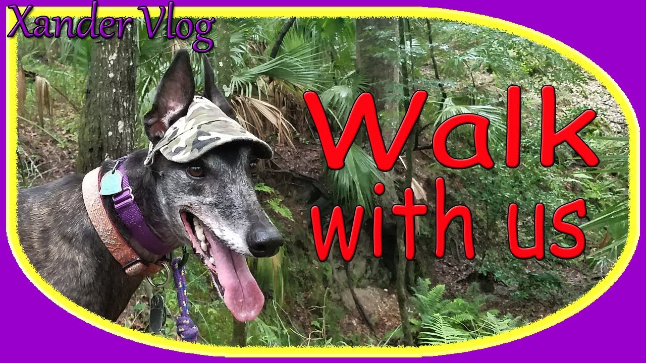 Greyhound explores beautiful Florida forest | Annutteliga Hammock | Life with a retired racer
