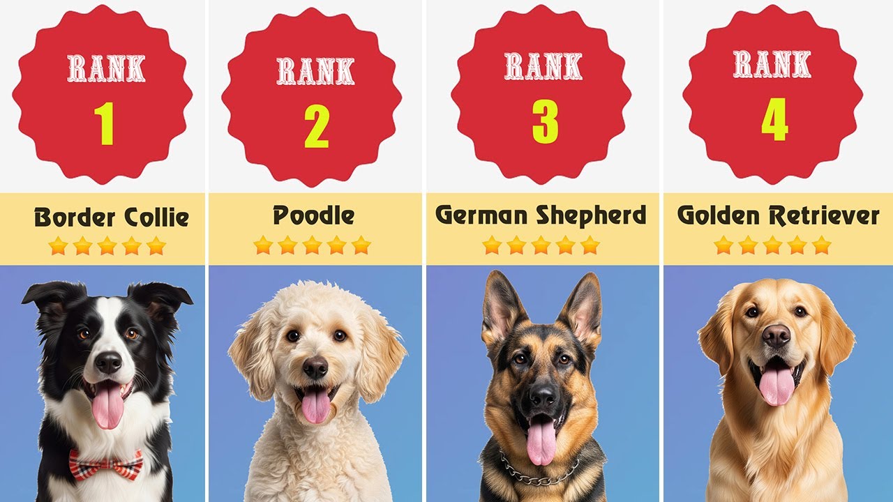 COMPARING THE INTELLIGENCE OF ALL DOGS