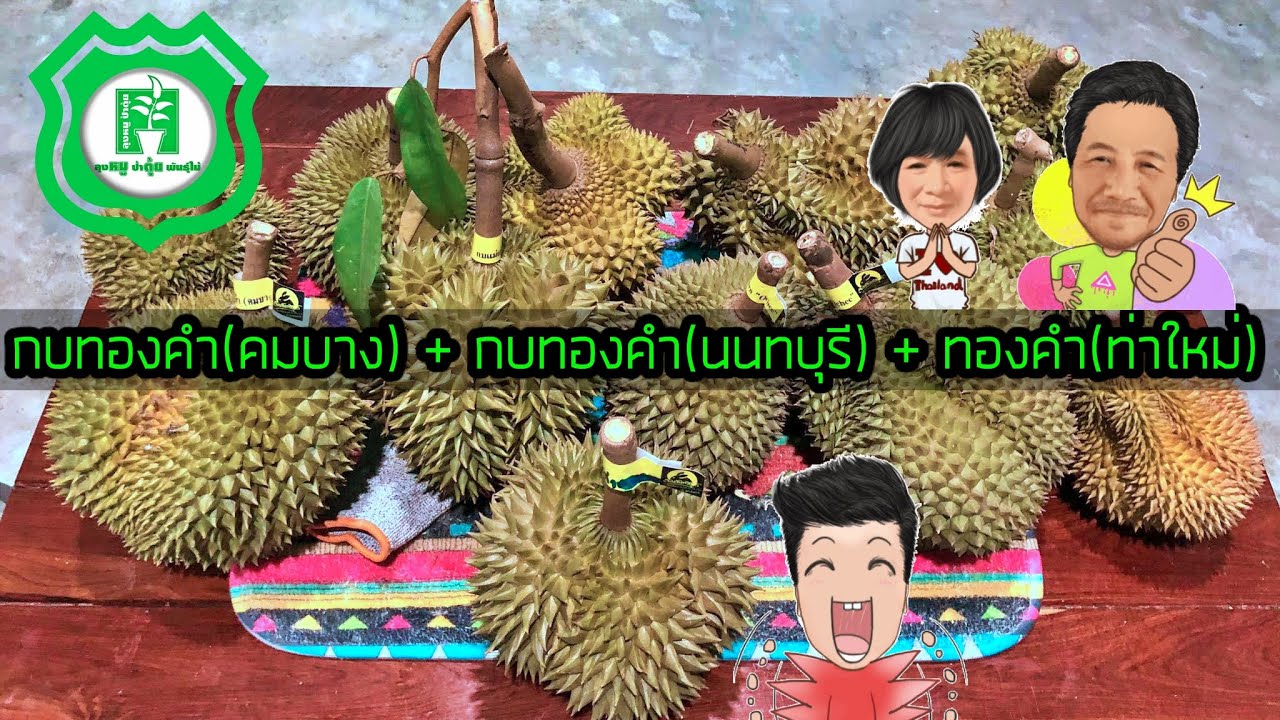 รีวิว..ลูกทุเรียนพันธุ์กบทองคำคมบาง  กบทองคำนนทบุรี และ ทองคำ(ท่าใหม่) | ลุงหมูป้าตุ้ยพันธุ์ไม้