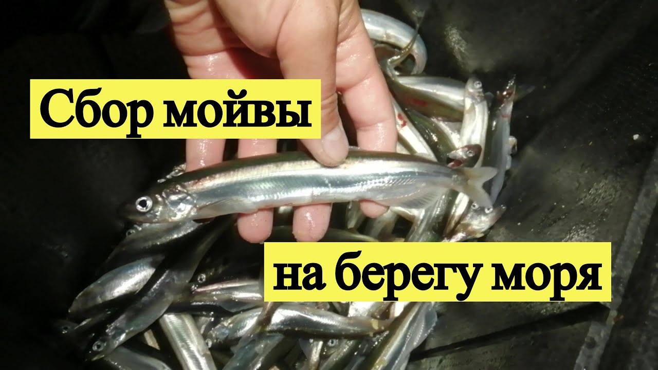 Сбор мойвы на берегу моря