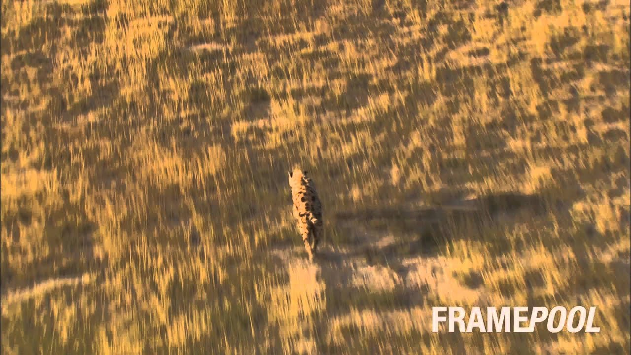 Hyena vs. Zebra (HD Stock Video) | Framepool