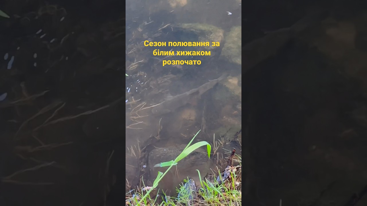 Сезон ловлі білого хижака #fishing #spinning #chubfishing #рибалка #рыбалка #спиннинг