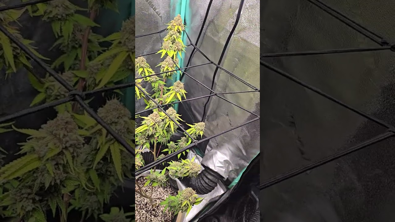 Strains - Blue Cookies
