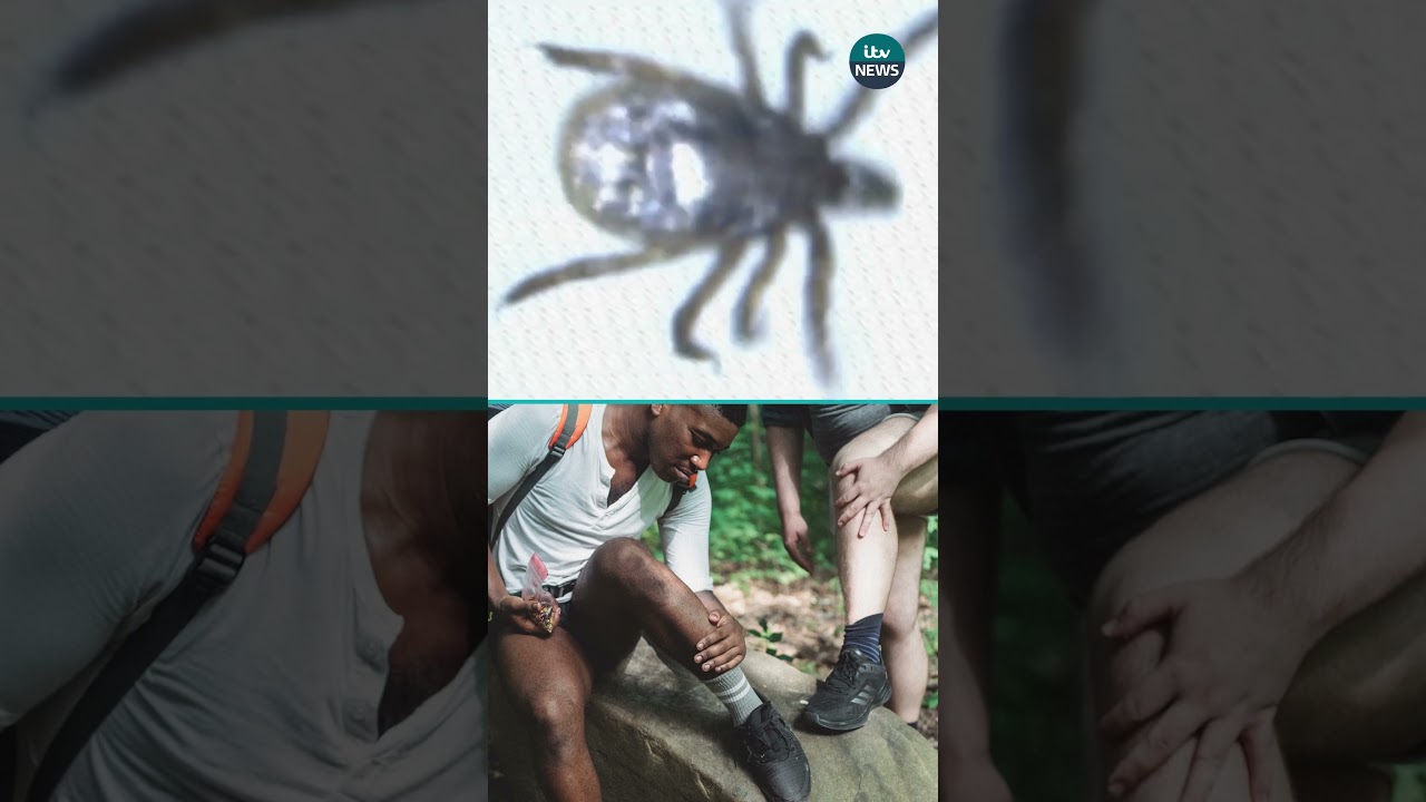 New tick-borne virus arrives in the UK #itvnews #news #health #tick