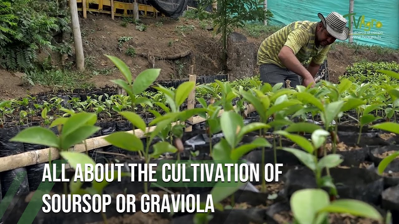 All About the Cultivation of SOURSOP or GRAVIOLA