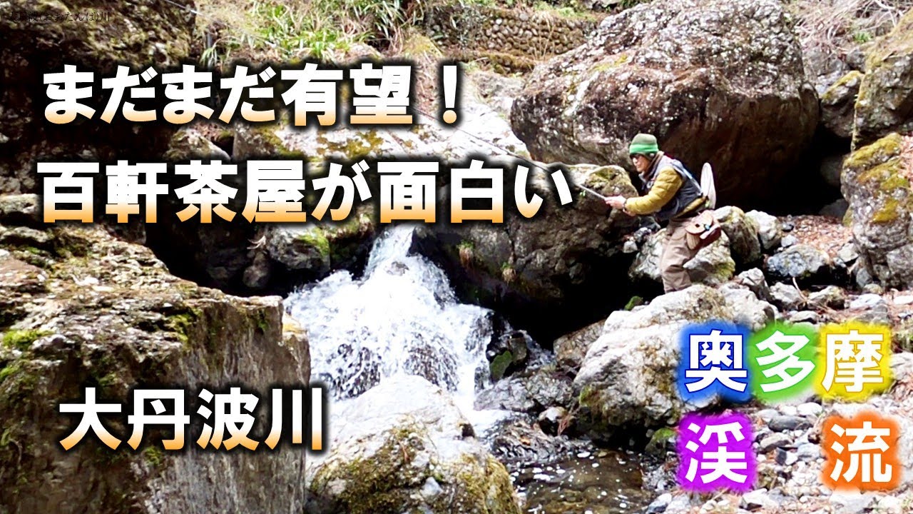 【奥多摩渓流釣り】放流８日目の大丹波川・百軒茶屋地区に入渓。予想以上の好漁、増水すれば爆釣も夢ではない！2025/3/31