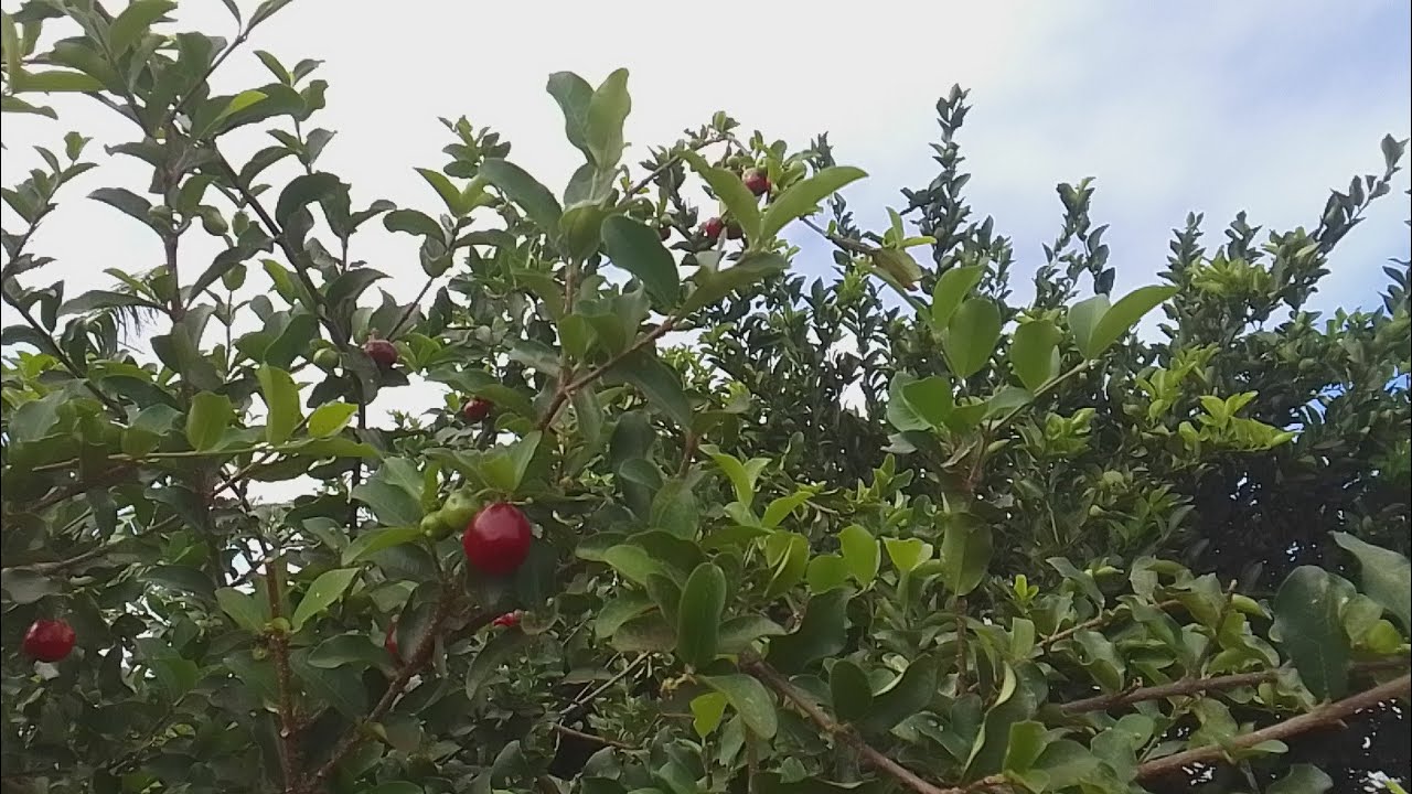 Agradecendo a ajuda q recebi pra comprar os canos pra fazer a encanação da água 
