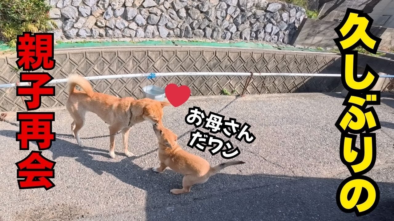 サラリーマン漁師ジローの近況と狩猟犬ユキ久しぶりの再開！！