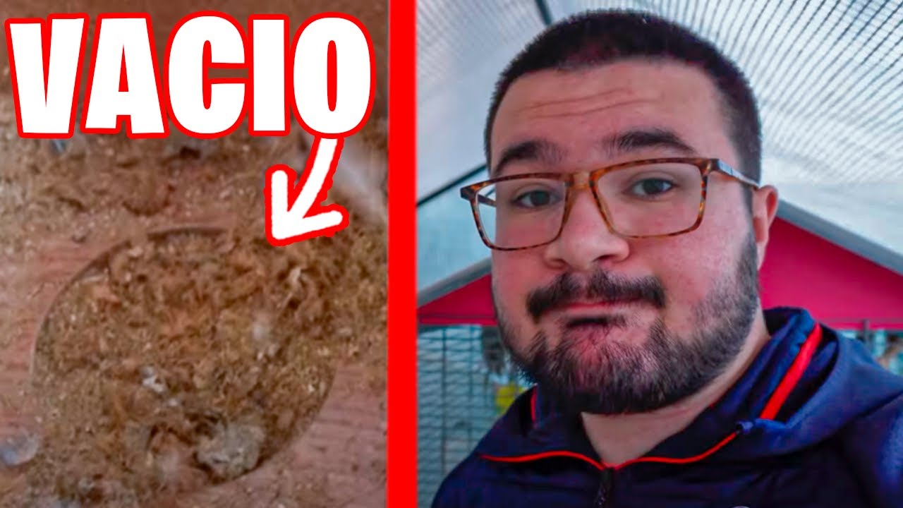 DESAPARECEN MIS HUEVOS DE PERIQUITO