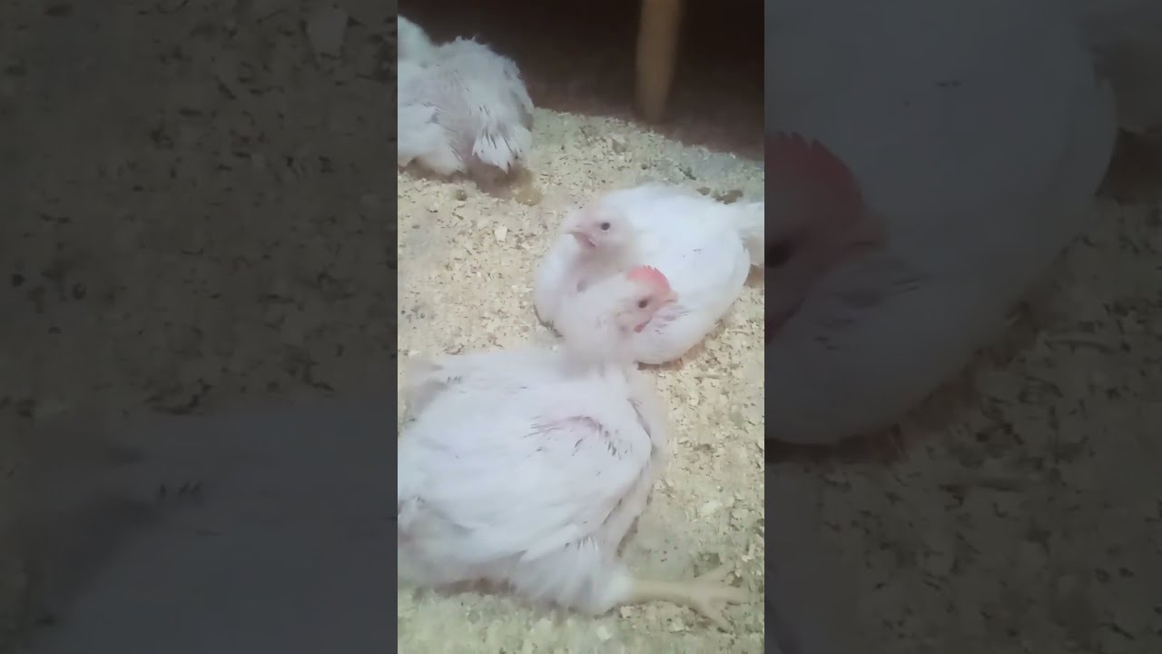 عمر الفراخ الابيض 27يوم الى بتشكى على قلت سحب الاعلف جبتلكوم السر النهاى