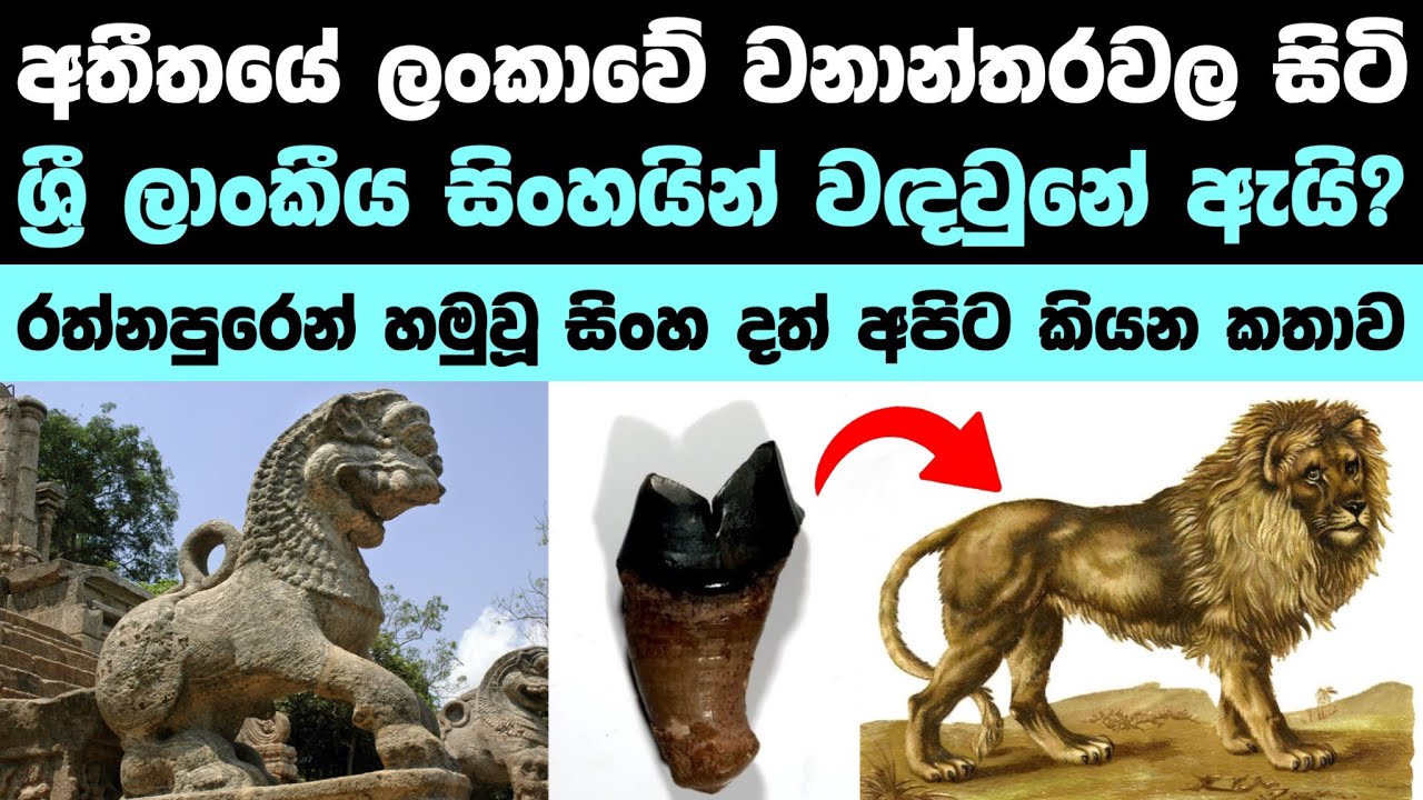 ශ්‍රී ලංකාවේ සිංහයින් ජීවත්වුනාද? | Did lions lived in Sri Lanka 🦁 🇱🇰