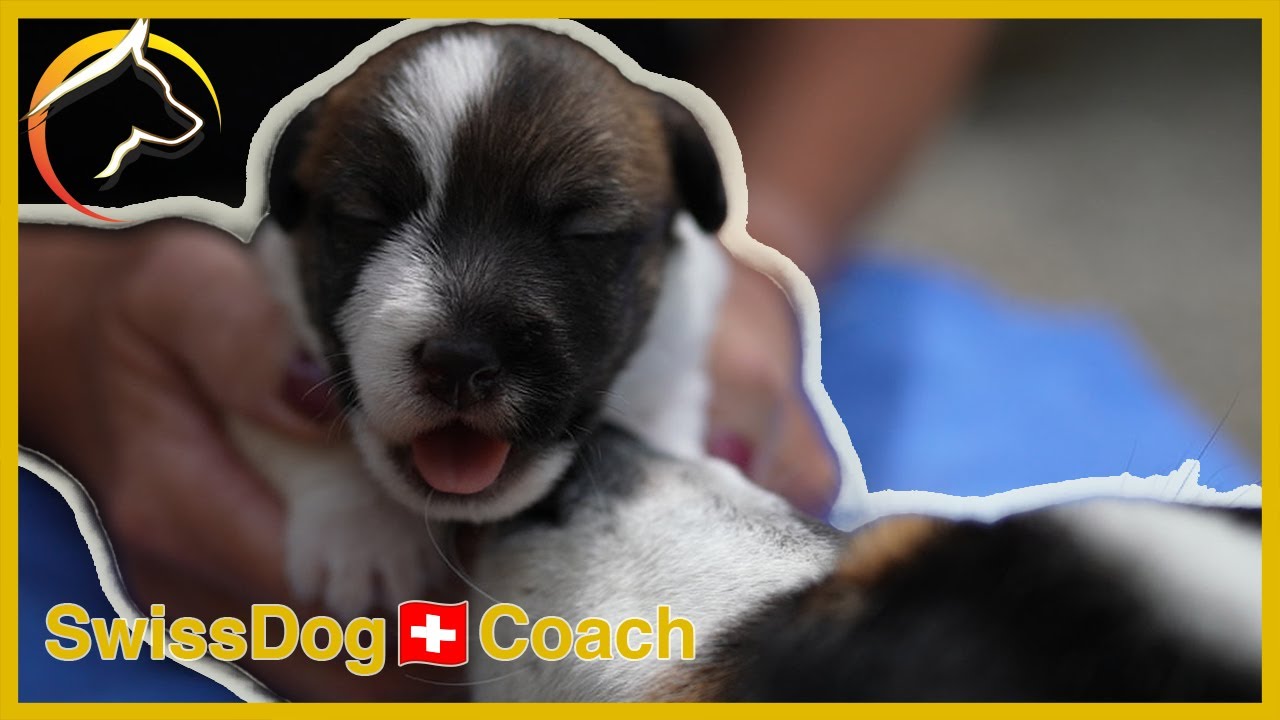 Jack Russell Welpen - Klein, aber kühn: Binja mit dem grossen Hund!