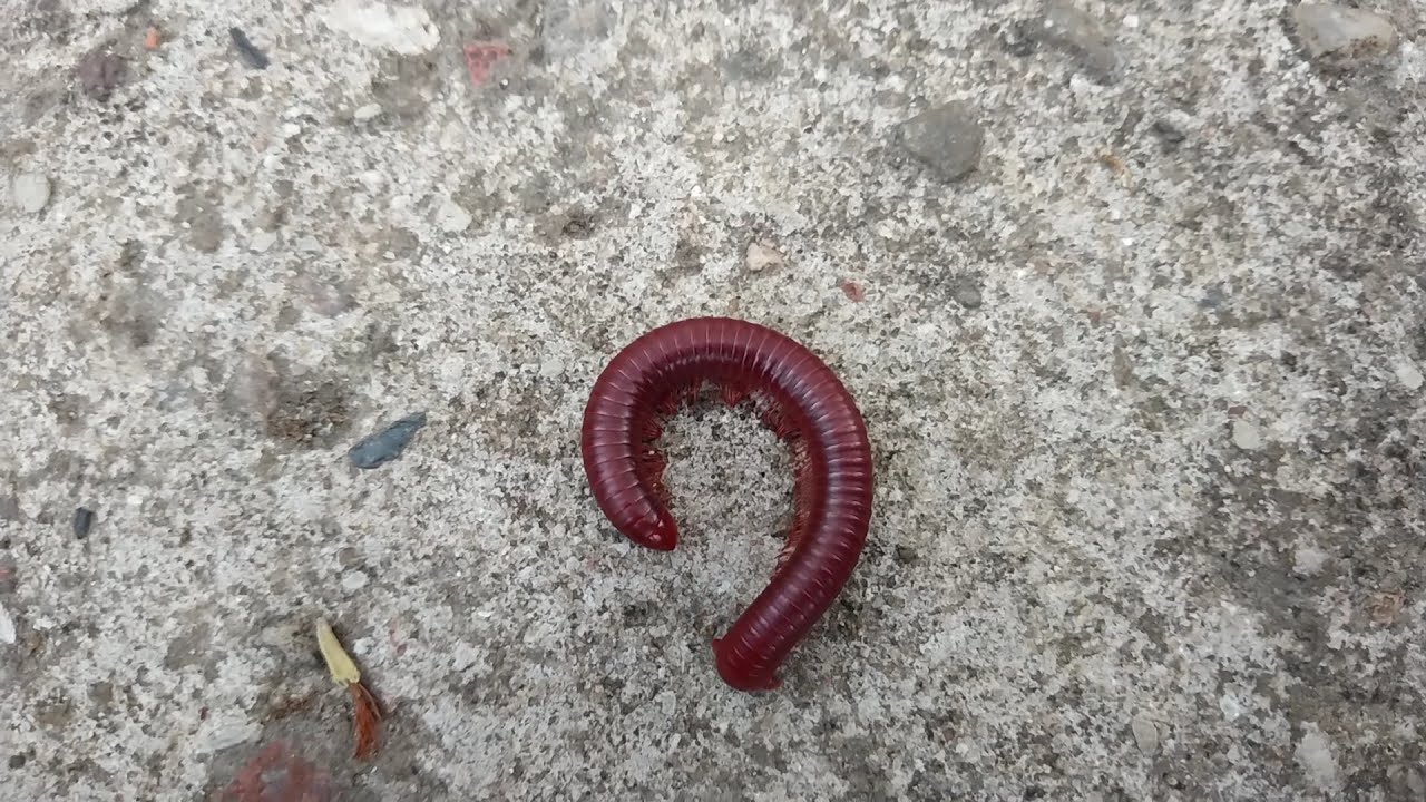 Unwinding of Red Garden Millipede | Nittya's Animal Society