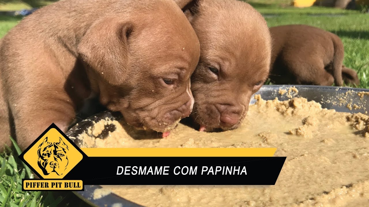 Faça o desmame dos filhotes corretamente - Papinha de Desmame da Premier Pet - Piffer Pit Bull