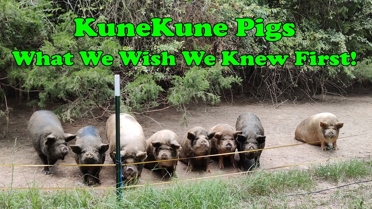 Посмотрите это, прежде чем получить KuneKune Pigs — Хотели бы мы знать!