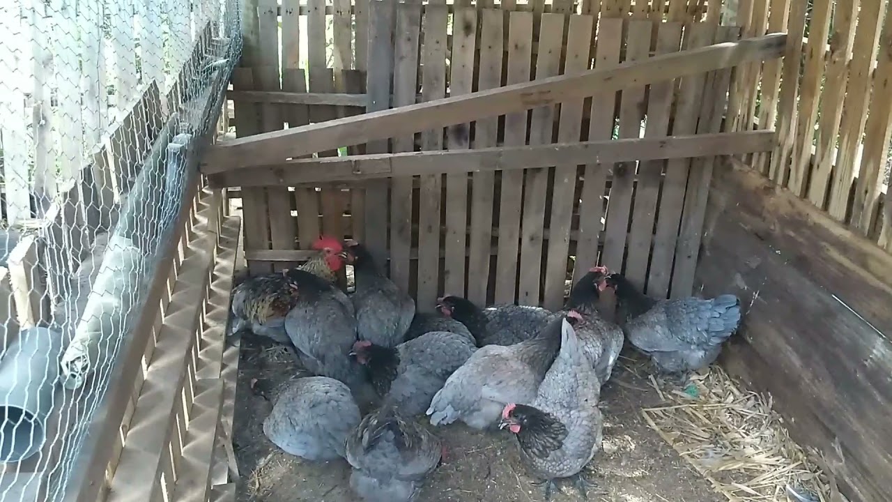 Criação galinhas Gris Cendre