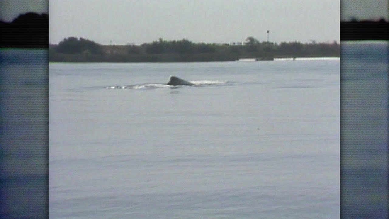 Humphrey the whale leaps into hearts of Bay Area residents in 1985