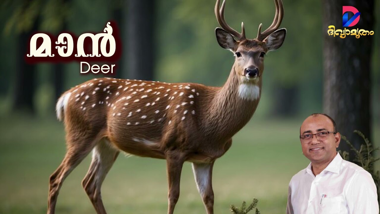 മാൻ  | Deer | Animal World | Vox: Evg. Daniel Varghese |