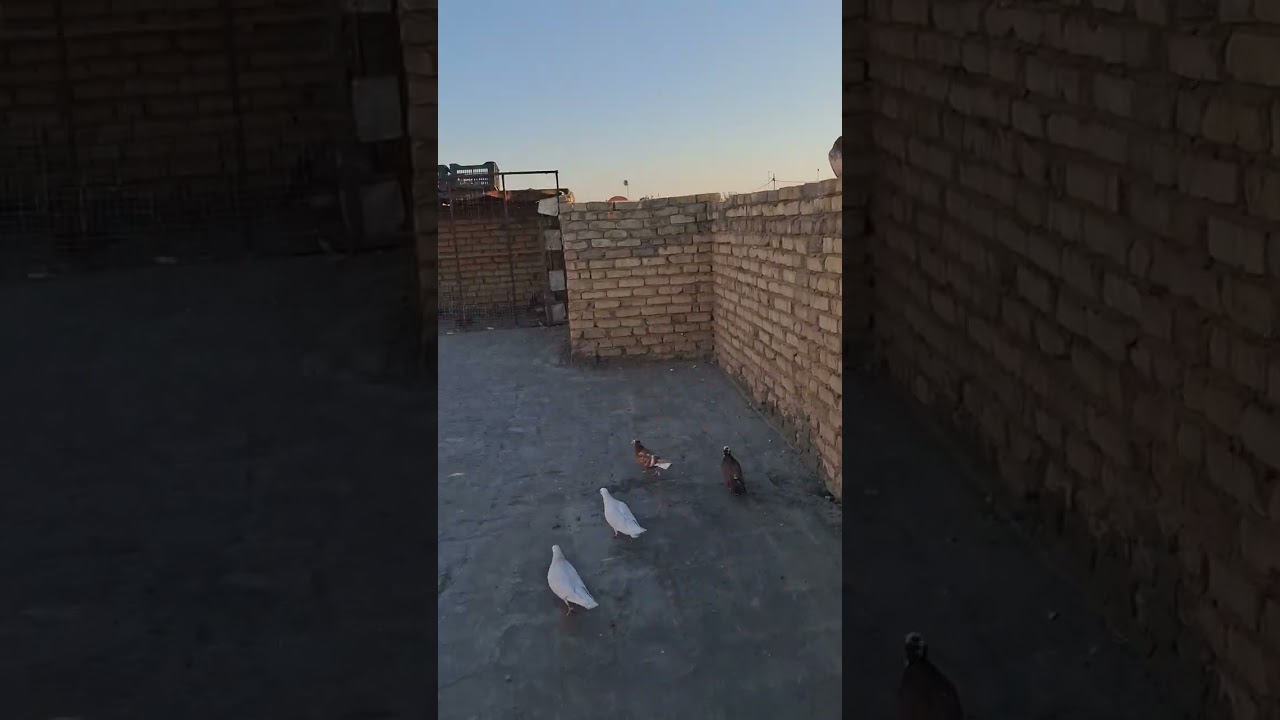 اليوم صيد ٢ وصورنه الزواجل والارافل بسود فتحناهن سوه لايكات اشتراك بالقناة رحم لموتاكم 