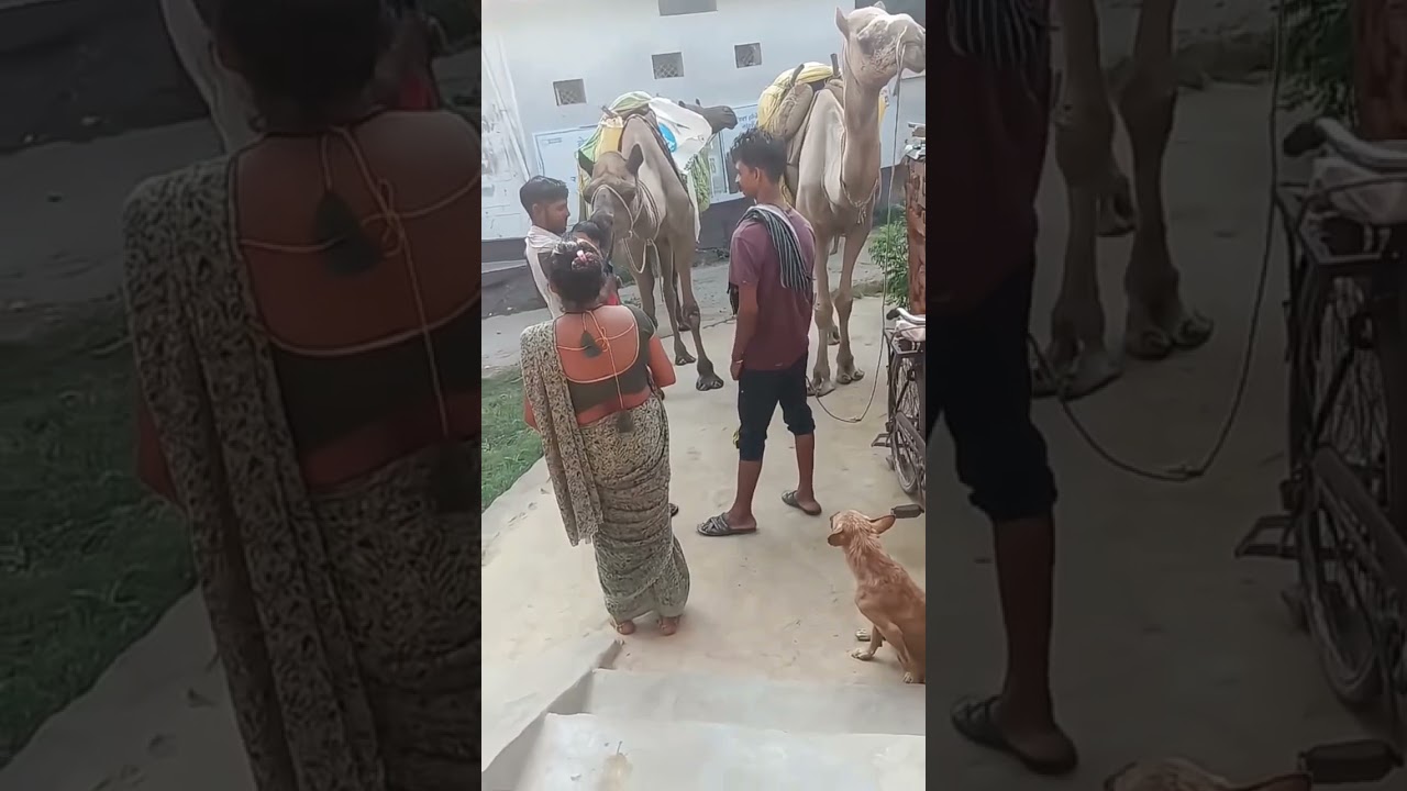 camel attack for a little girl 