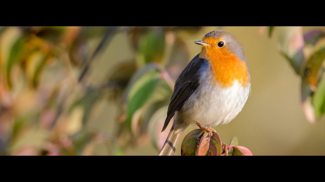How Migratory Birds Sense the Earth's Magnetic Field
