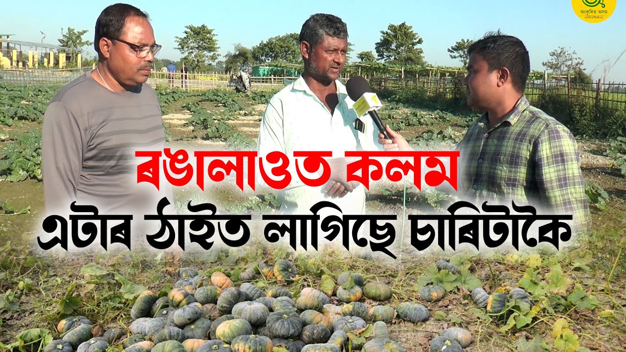 ৰঙালাওত কলম দিছে এটাৰ ঠাইত লাগিছে চাৰিটাকৈ