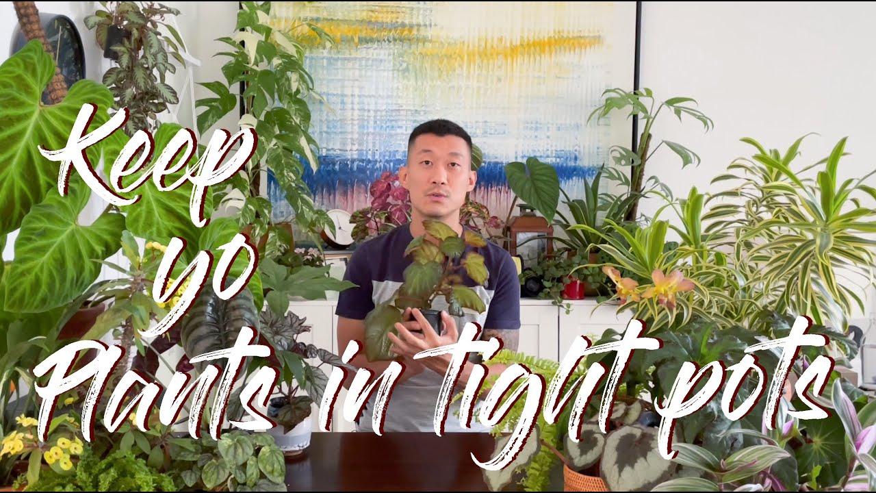 Keeping plants in tight pots are GREAT for your plants (for the most part)