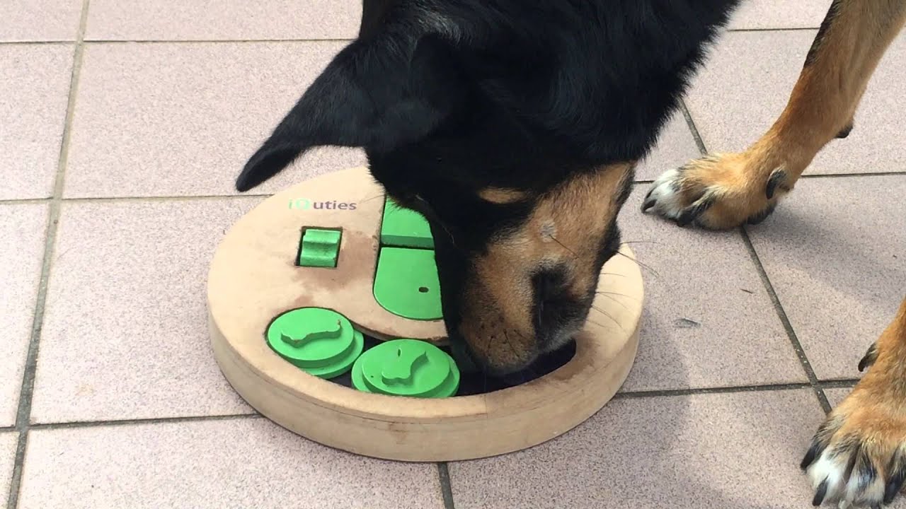 Clever Kelpie cracks iQuties Slot and Lever puzzle!