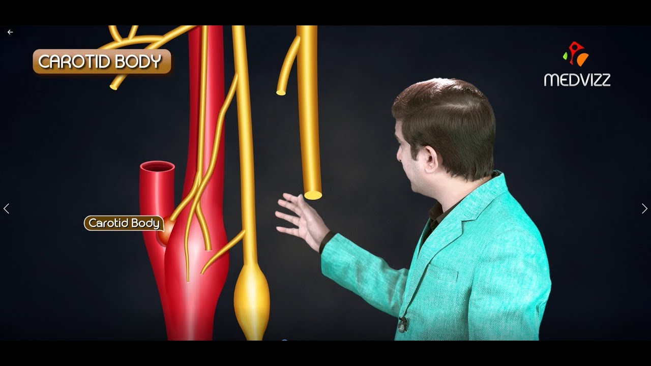 Carotid Body and Carotid Sinus (  Anatomy , Functions , Clinical application ) Medical animation