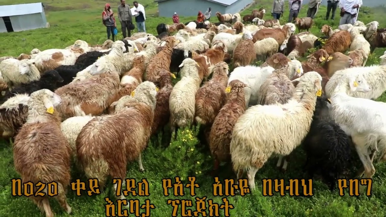 የወረኢሉ ወረዳ ኢንዱስትሪና ኢንቨስትመንት ጽቤት በ201718 በጀት አመት ያከናወናቸው ተግባራት
