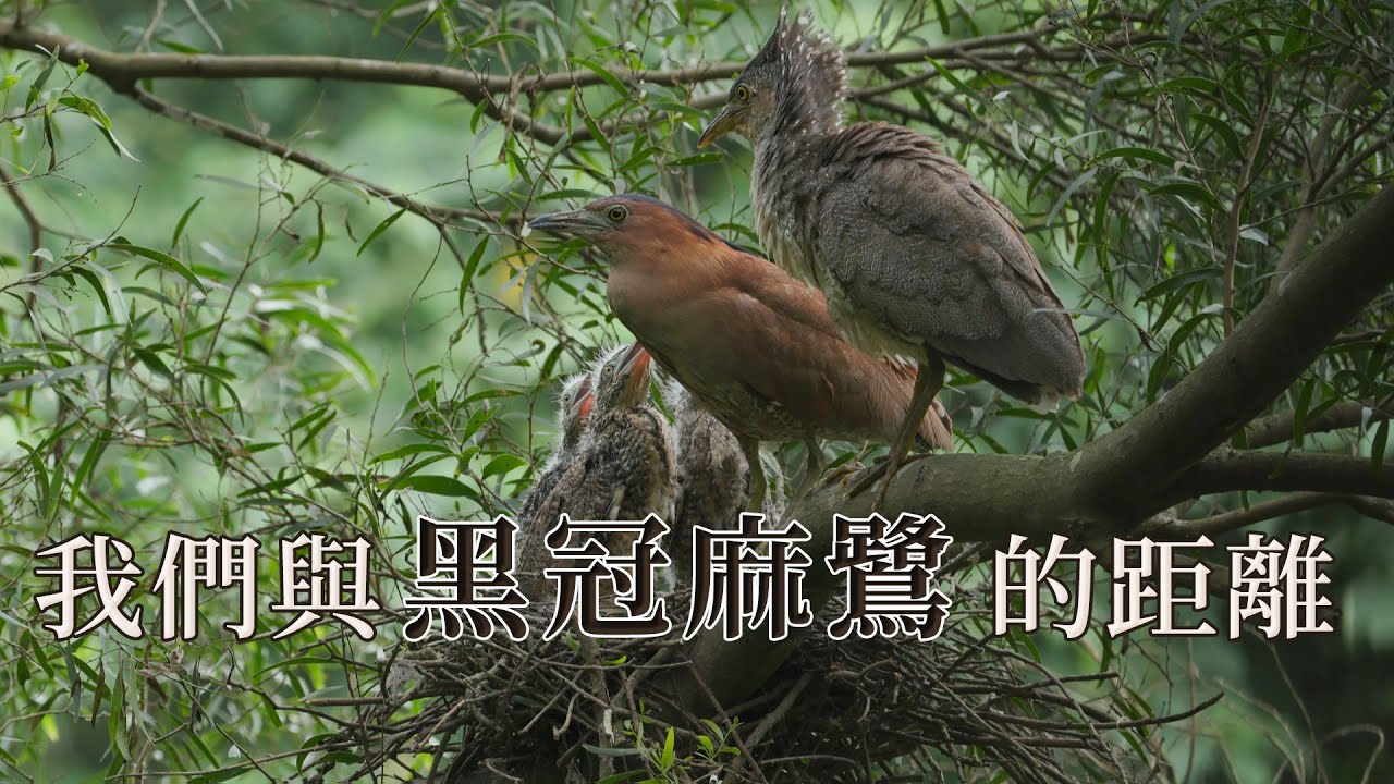 【都會生態】我們與黑冠麻鷺的距離｜在台灣落地生根的稀有留鳥(我們的島 第1061集 2020-06-29)