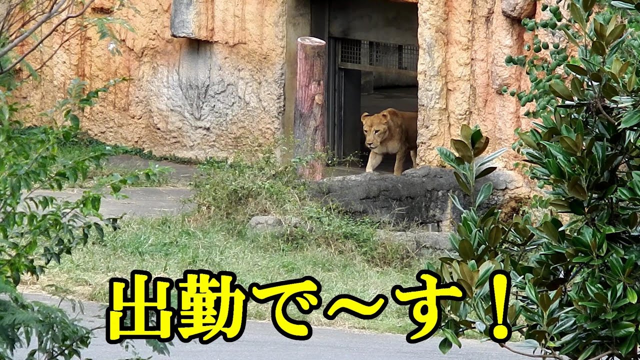 出勤で～す！【２０２５年１０月２４日の登場シーン】　Lion (ライオン)　多摩動物公園