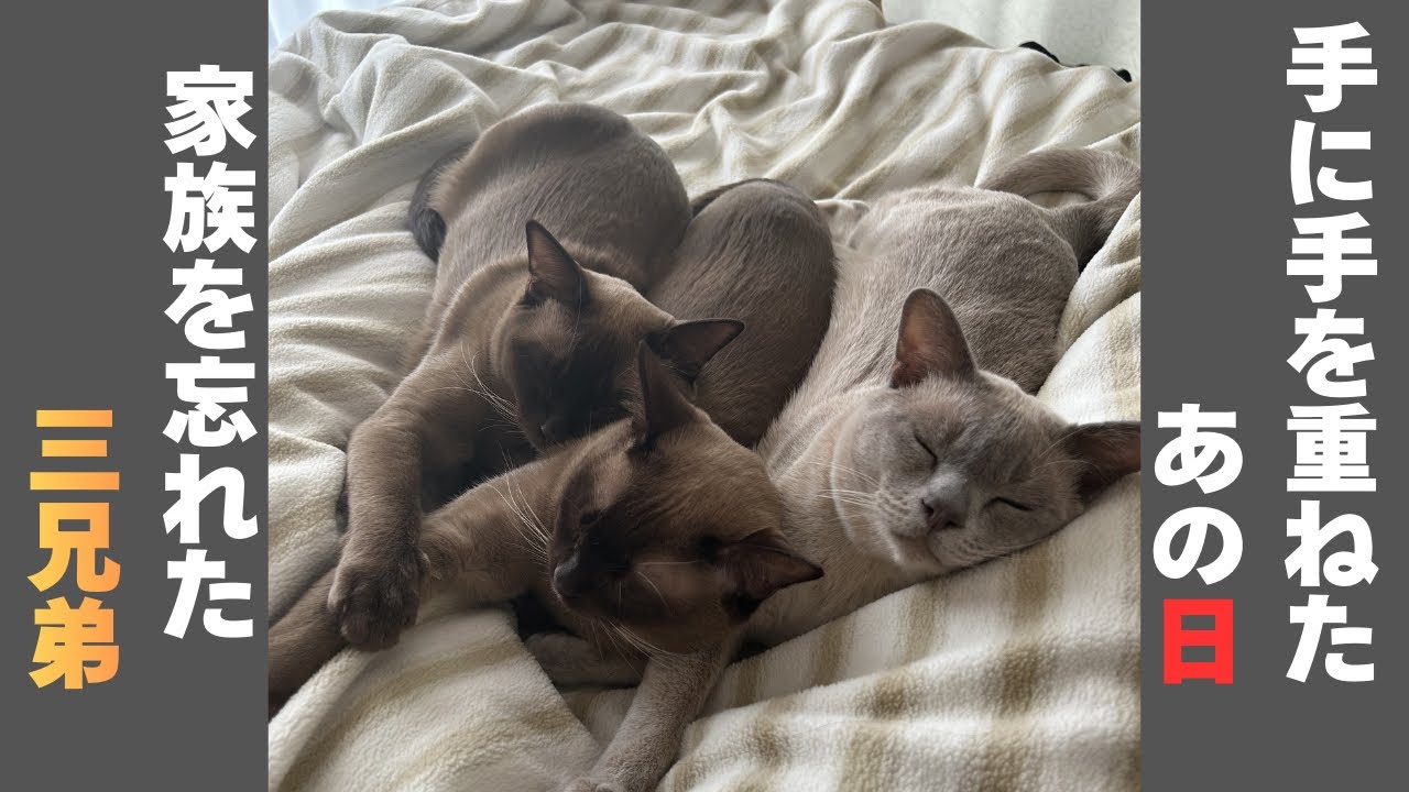 猫は一度離れると家族を忘れる？拒絶から一転、三男がそっと手を重ねた瞬間に涙が止まらない