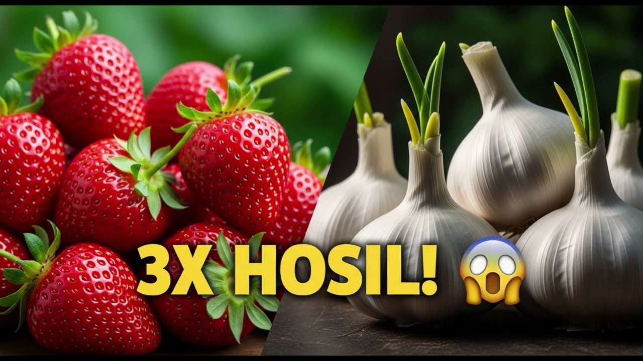 Qulupnay va Chisnok Birgalikda! 🍓🧄 Bu Usul Hosilni 3 Barobarga Oshiradi | Plyonka Qoplash Sirri