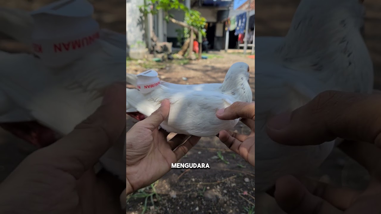 Jangan di buang!!! Botol yakult ini bisa jadi sawangan yg bunyi keras🤯 #pigeon #merpatidara #shorts