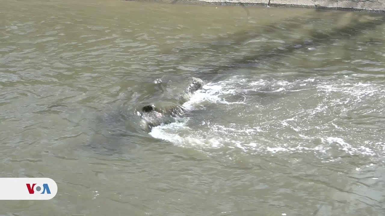 Sanear el río Guaire de Caracas, ¿podría ser realidad?
