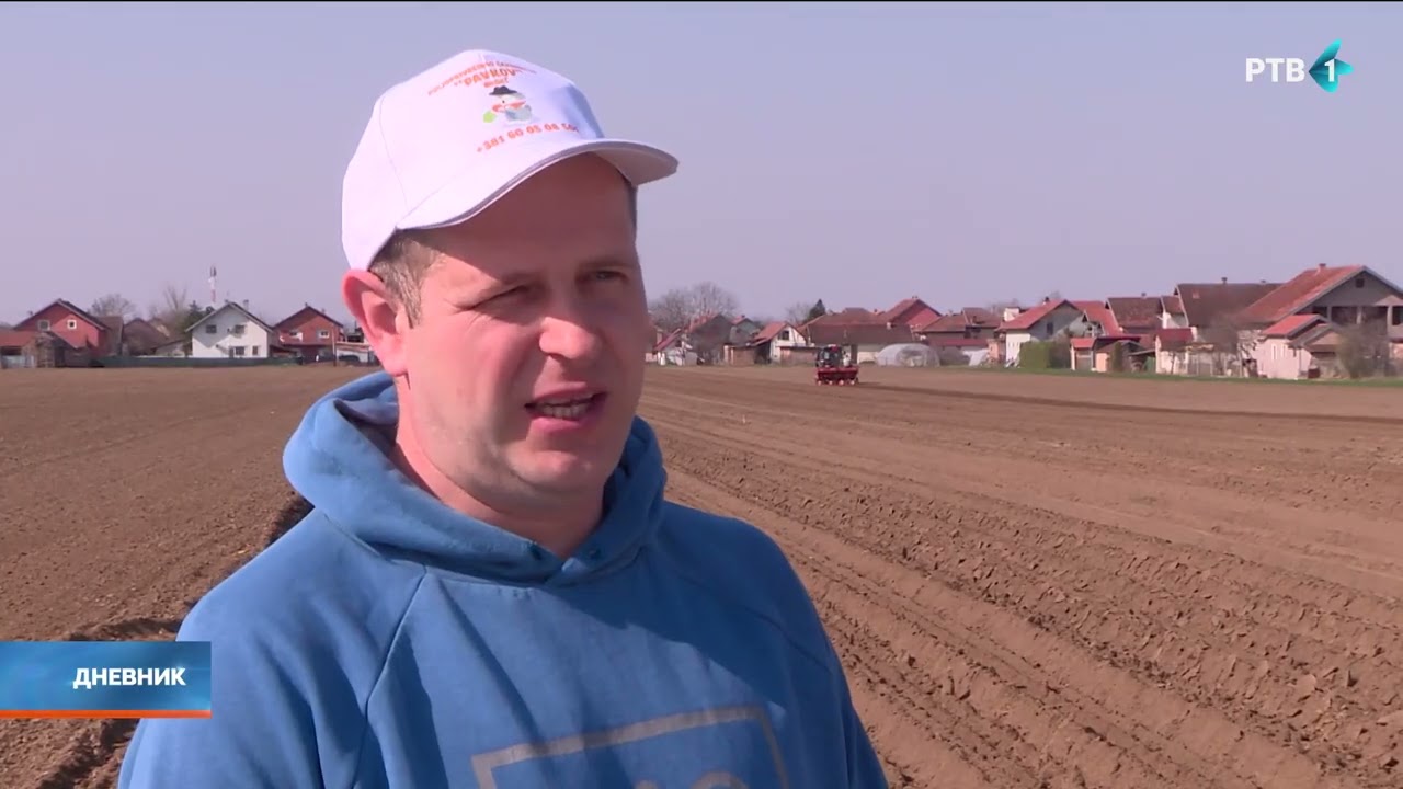 Na njivama Begeča se proizvede oko 600 hektara šargarepe