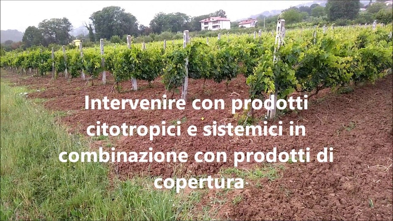 Allarme peronospora della vite - giugno 2018