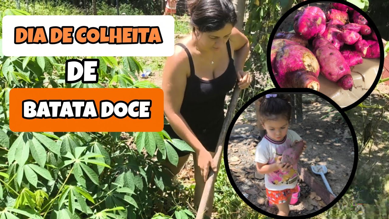 Colheita de batata doce em uma área de 2 m²