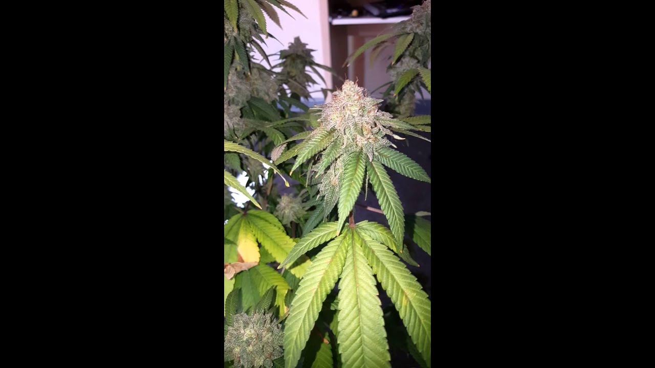 Mini CFL Grow Harvest