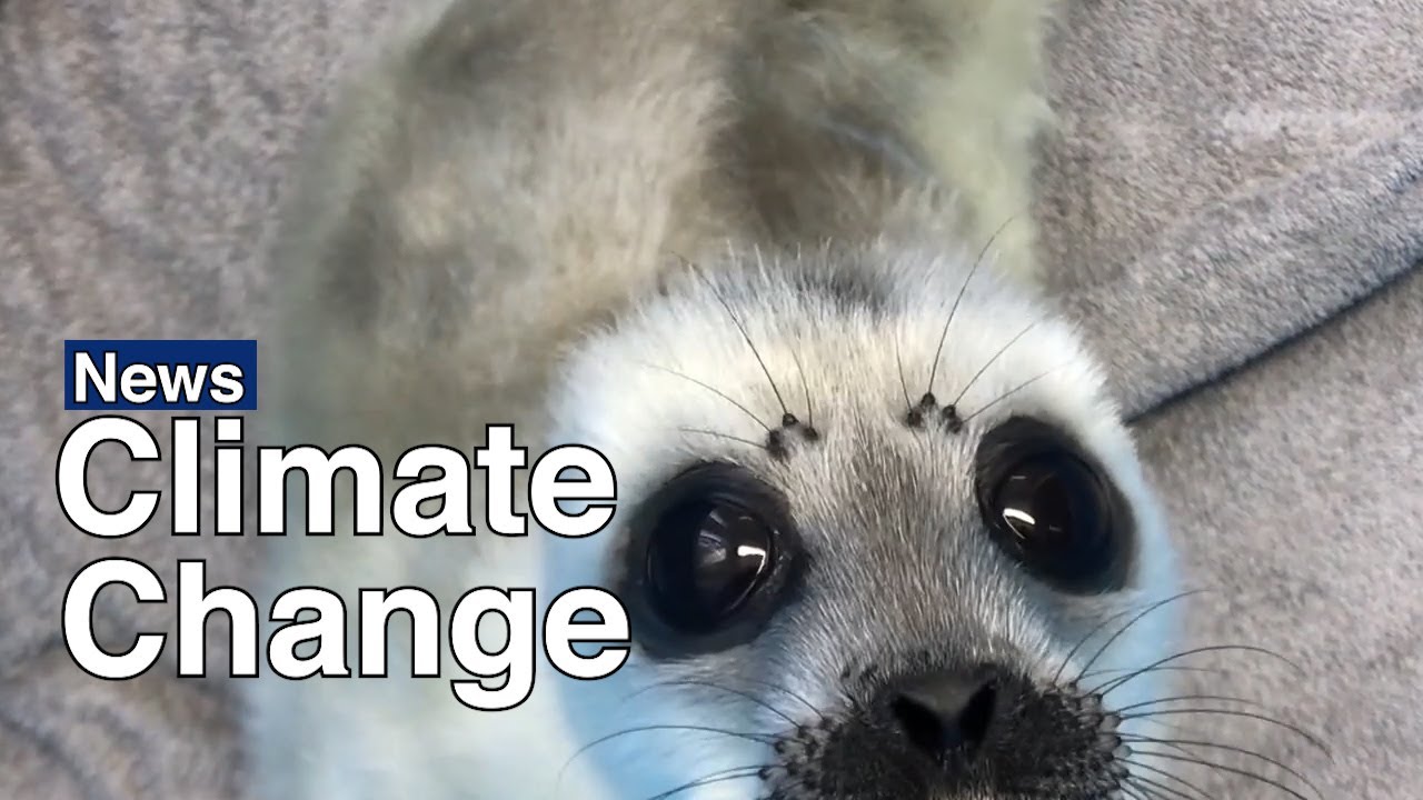 Baby Seal Rescued by Russian NGO | The Moscow Times