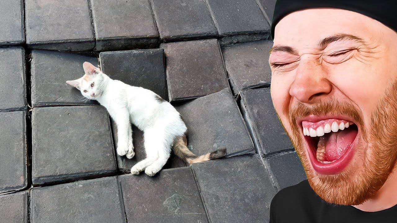 The BEST FUNNIEST Animals of 2025!