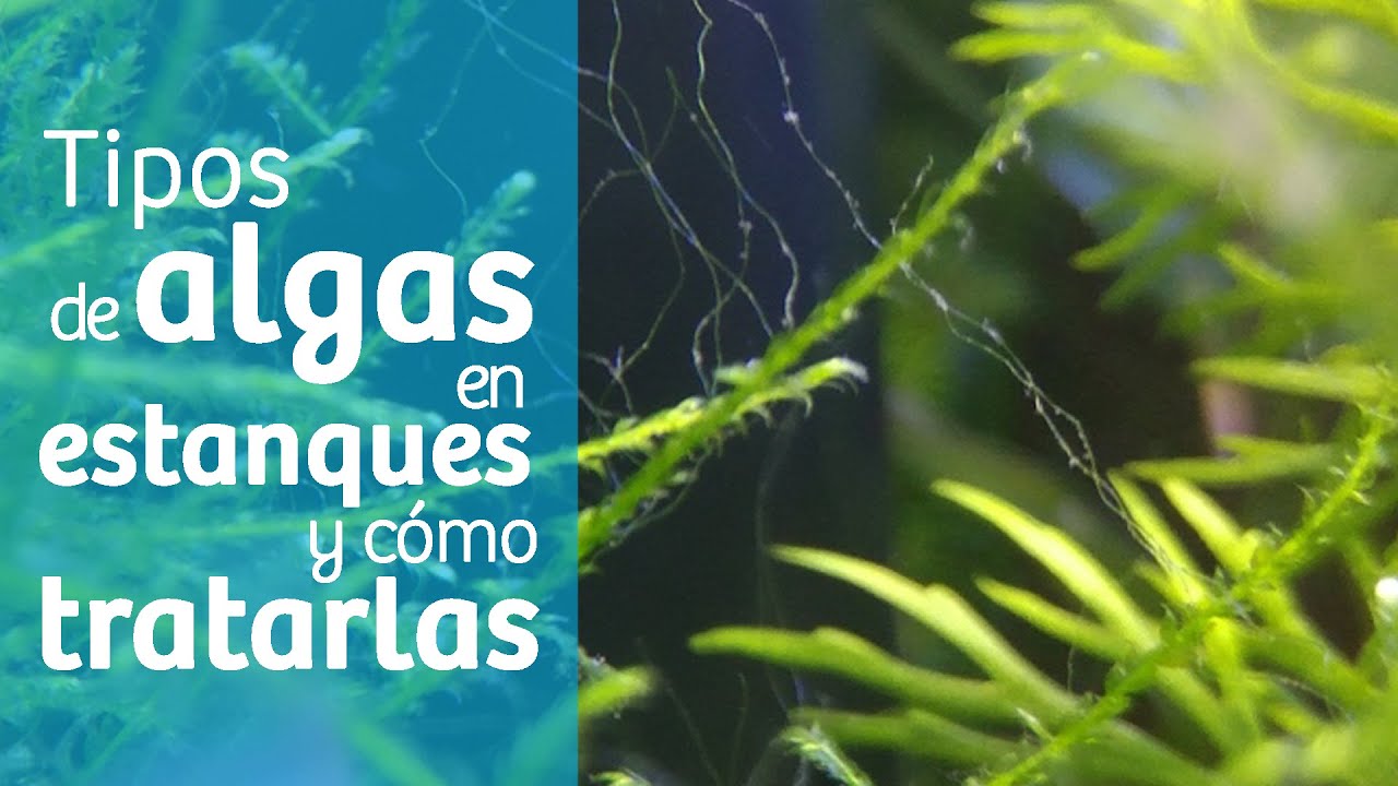 Cómo eliminar algas del estanque🌱