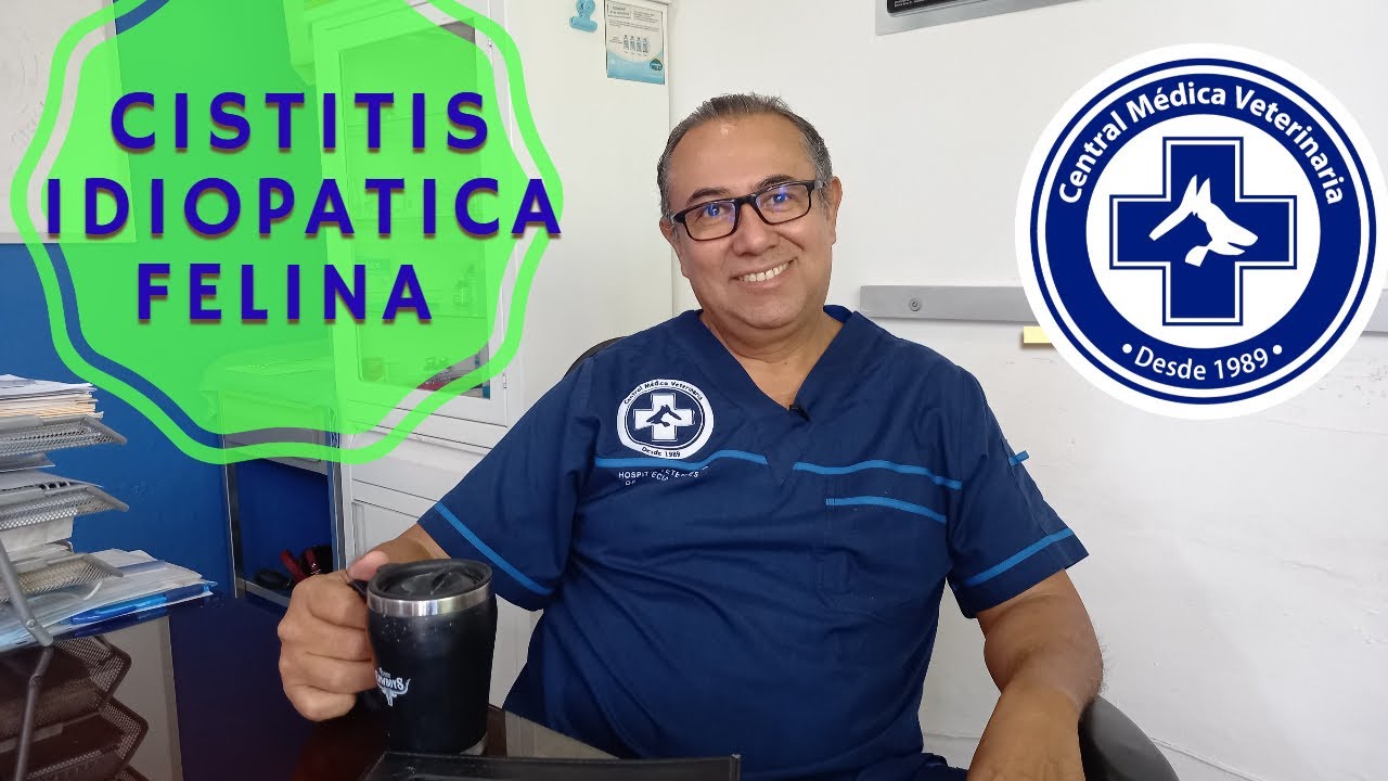 Cistitis Idiopática felina: Capsula informativa