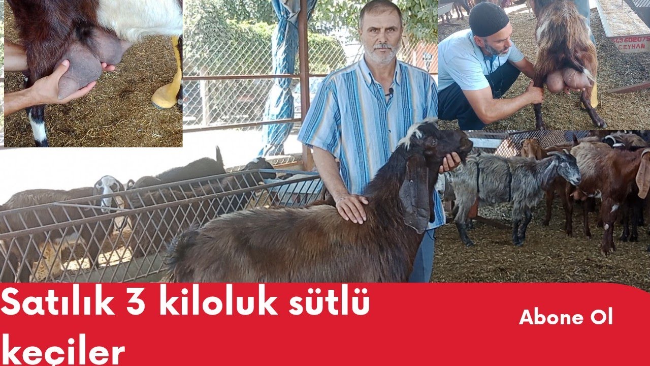 SATILIK SÜTLÜ EV MALI HALEP KEÇİLERİ 05536206138 #halepkeçisi #sütlükeçi#keçisütü#keçipeyniri