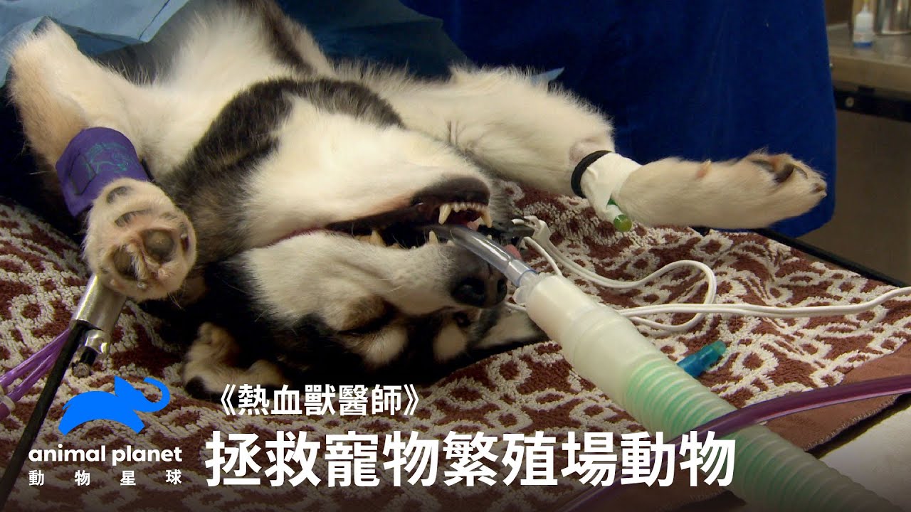 拯救寵物繁殖場動物，讓我們一起領養代替購買！｜熱血獸醫師｜動物星球頻道