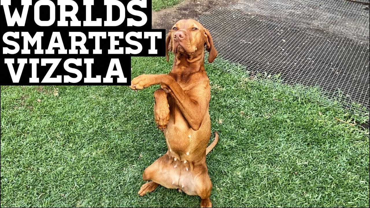 World's Smartest Vizsla